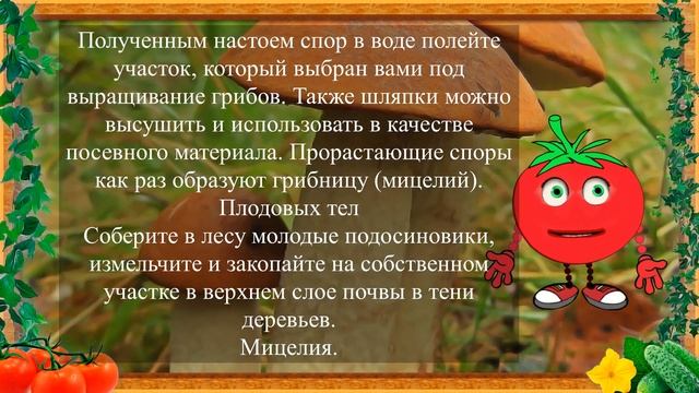 ПОДОСИНОВИК НА ДАЧЕ, СПОСОБЫ ПОСАДКИ! смотреть онлайн