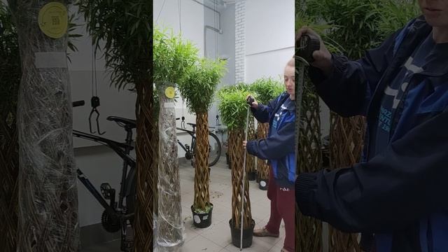 Немного про плетеные деревья смотреть онлайн