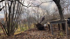 Как пересадить большой куст в одиночку