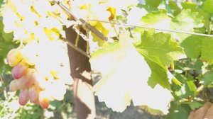 ВИНОГРАД .Ванька #к-ш Ириска. Калугина В.М.