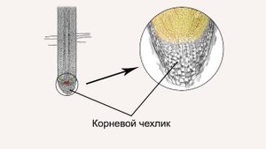 Корень. Видеоурок по биологии 6 класс