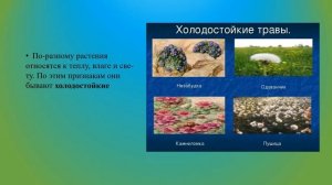 Деление растений на группы биология 7 кл