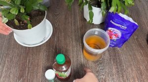 В ИЮНЕ СДЕЛАЙ ТАК с ДЕКАБРИСТОМ будет цвести круглый г