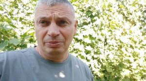 Когда обрезать виноград, когда лоза вызреет