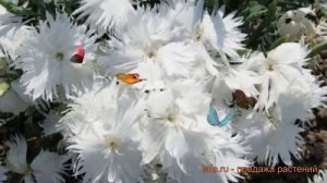 Гвоздика обыкновенный Вайт 🌿 обыкновенный гвоздика ?