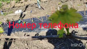 Ускоренное формирование виноградного куста Блондинк?