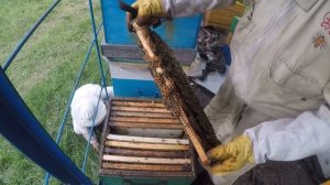 Контроль роения пчел. Какие методы можно применять в б