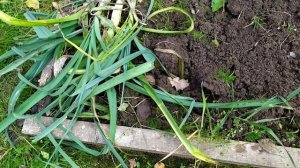 Влог/осенние работы в саду, сколько стоит лук порей?