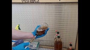 Жидкий мицелий для выращивания ежовика гребенчатого