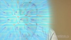 Строение клетки. Видеоурок по биологии 5 класс