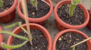 Сегодня подвязываю питахайю, очень хорошо растет.