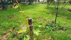 Как растет виноград в 1-й год + неделя, 10 августа 2025