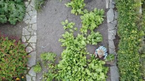 Жалею, что посадила ЭТО! 8 ХУДШИХ растений превратили д