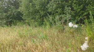 Продолжаем ловить рои Рой №4 июль 2025