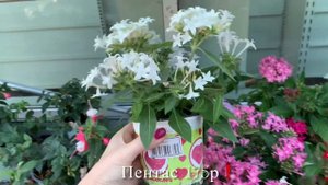 ОБЗОР ГОРТЕНЗИЙ невероятных цветов 🌸 ПЕНТАС! ИЗОТОМА