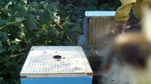 Народный улей Варрэ Отбор корпуса с медом 1