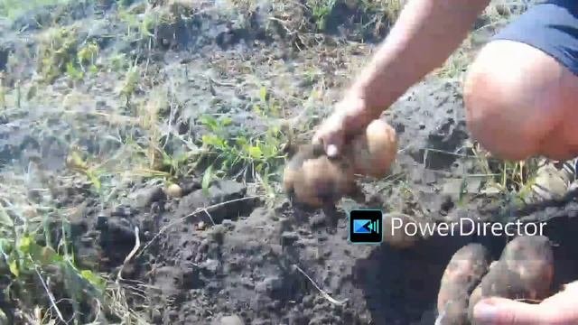 копаем картофель мотоблоком 2025.