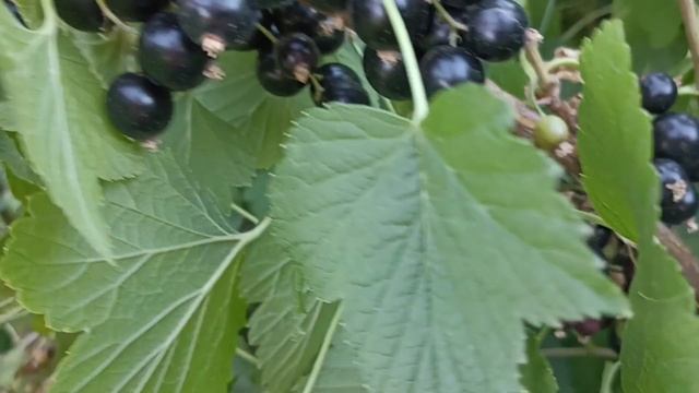 Чёрная смородина Ориана обзор смотреть онлайн