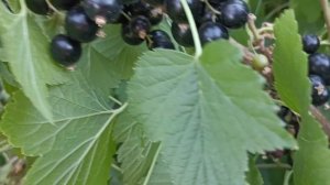 Чёрная смородина Ориана обзор