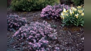 Андромеда Блю Айс