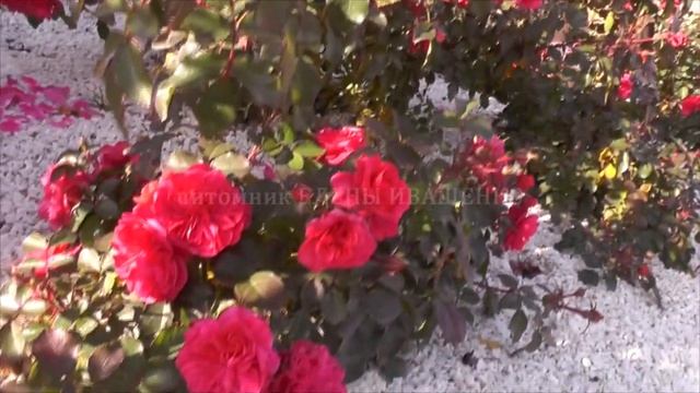 Роза Sangria (Сангрия). Питомник Роз Иващенко. смотреть онлайн