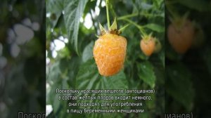 Желтая малина