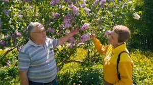 Все краски  сирени - сразу  20  сортов!