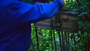 Наш первый рой. Ловля бродячих роёв