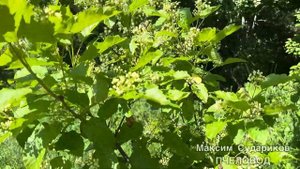 Татарский Клен: Время Цветения и Работа Пчел на Пасеке