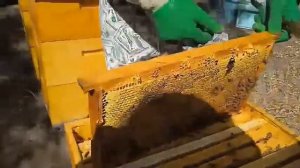 Ізоляція маток "Рулить"