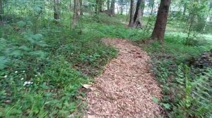 экодорожки из щепы