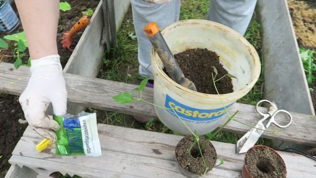 Размножаем клематис / Черенкование клематисов / Клема? смотреть онлайн