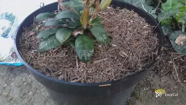 Рододендрон вечнозелёный, пересадка смотреть онлайн