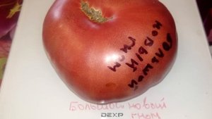 Гном томатный Большой новый гном New Big Dwarf