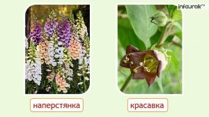 Разнообразие растений | Окружающий мир 1 класс #24 | Инфо