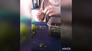 ЧЕРЕНКУЮ АЛИССУМ "СНОУ ПРИНЦЕСС"/23.01.23