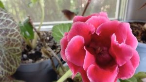 #комнатныерастения в мае /#обзор 🪴🪴🪴