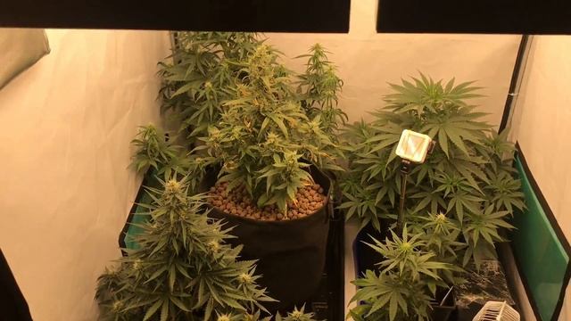 Какой выбрать угольный фильтр? И нужен он вообще? Выра? смотреть онлайн