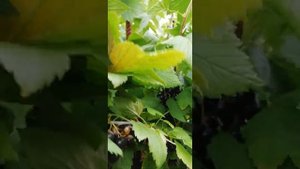 #смородина #ягодныйбизнес Чёрный Бумер классный сорт!