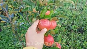 Яблоня колоновидная сорт "Валюта".