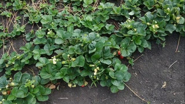 Кушаем вкусную землянику (клубнику) каждый день! Расса смотреть онлайн