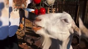 Наша жизнь на Кубани большой влог от беременой #garden #жи