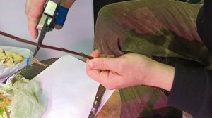 зимняя прививка яблони