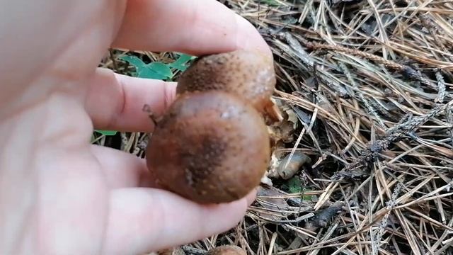 Опята в клумбах в нашем саду в октябре 2024. смотреть онлайн