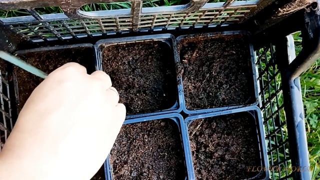 Эти однолетники можно сохранить дома зимой.😮🌼 смотреть онлайн