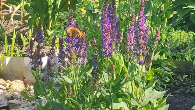 На даче красиво .Цветут ирисы и пионы .Пора стричь почв смотреть онлайн