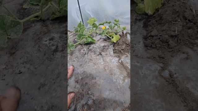 Дыня на пленке и под пленкой.29.05.24.Сибирь. смотреть онлайн
