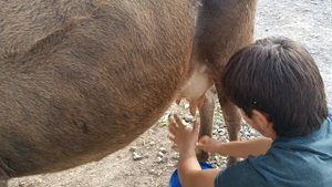 Ду сар супер говхои ширдори фуруши номер тел 008354747 бо н