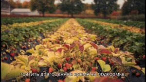 Осенний посев сидератов: Технология подготовки почвы