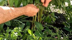 Как подвязать ПИОНЫ за 2 минуты! Гениальный простой сп?